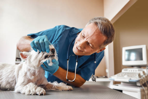 Best Emergency Dental Services for Seniors in Logan, WV